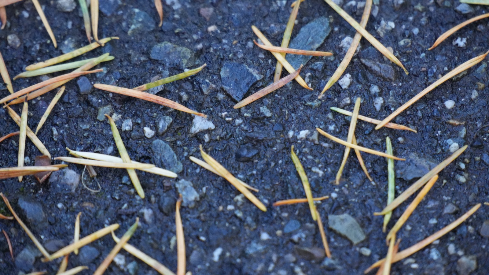 Trans-NanoSim characterizes and simulates nanopore RNA-sequencing data