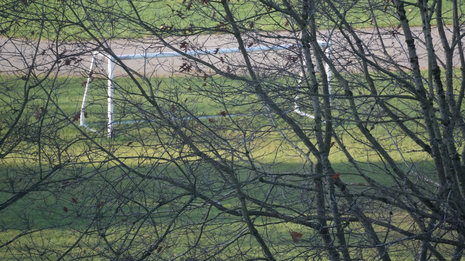 ntEmbd: Deep learning embedding for nucleotide sequences