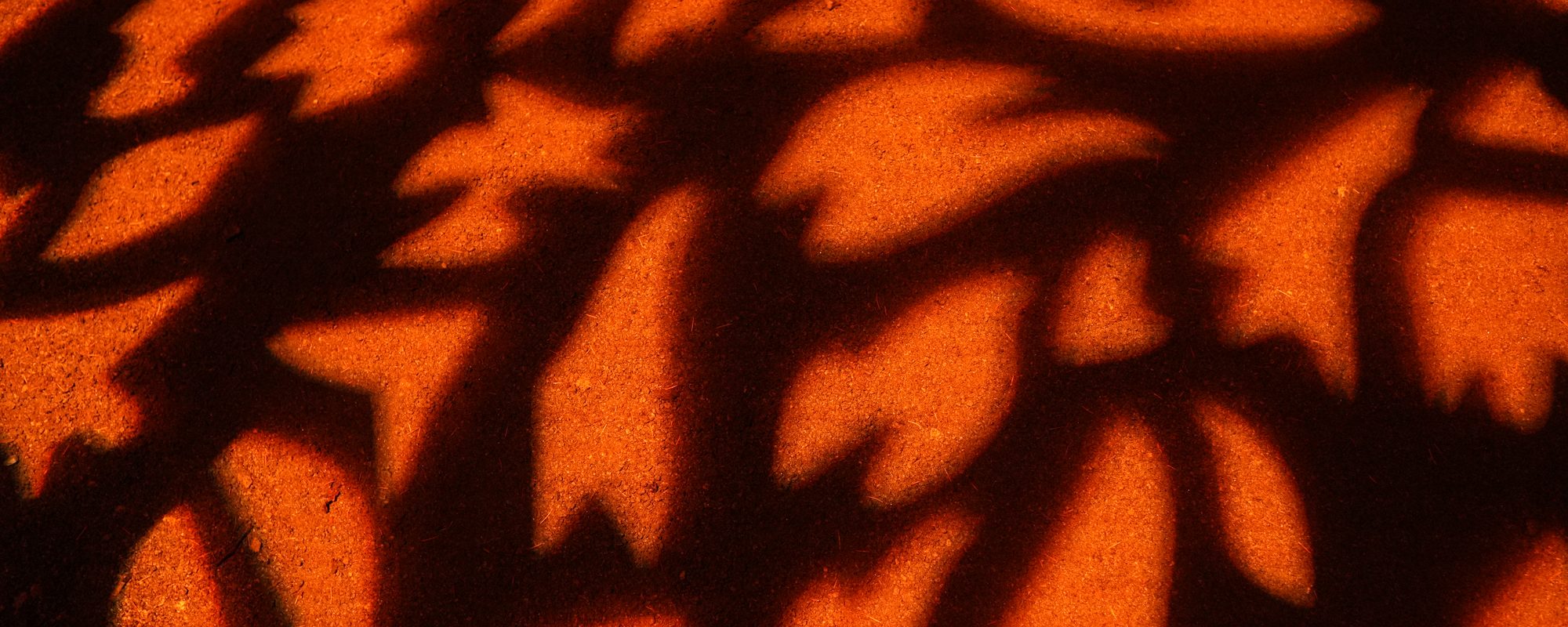 Leaf shadows on a sunlit orange surface